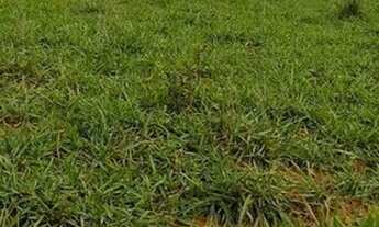 Imagem 4: FAZENDA À VENDA EM DOIS IRMÃOS DO BURITI - MS - 375 HECTARES