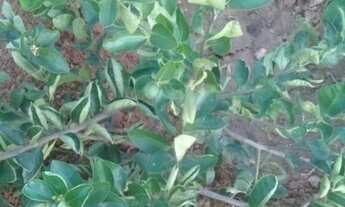 Imagem 5: Vendo sítio bem plantado