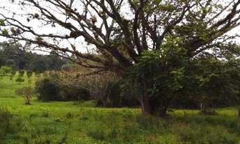 Imagem 7: Fazenda/Sítio/Chácara para venda possui 20000 m2 e pq casa com 1 quarto e muito verde
