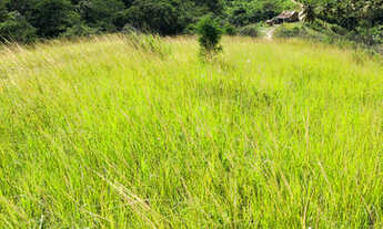 Imagem 2: Oferta 4 hectares R$ 60.000 ou 8 hectares por 120.000