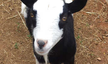 Imagem 3: TERRA SANTA CHÁCARAS em TRINDADE CIDADE DO LAZER- Arca Parque - Chácaras com rio