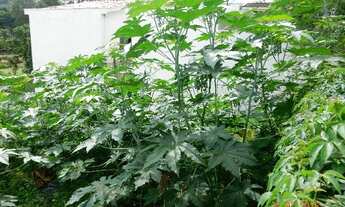 Imagem 6: TERRENO RESIDENCIAL em CAMPINAS - SP, JARDIM SAO CARLOS