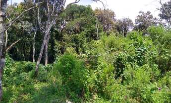 Imagem 7: Terreno à venda, 5549 m² por R$ 1.100.000,00 - Miringuava - São José dos Pinhais/PR