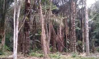 Imagem: Sítio na margem do Rio Uatumã