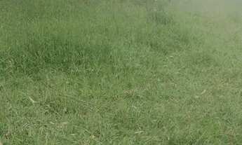 Imagem 4: Lote terreno com ótima topografia..