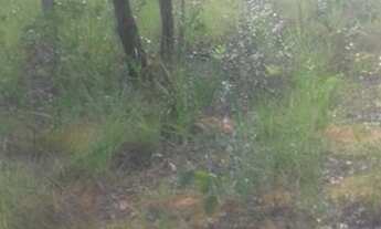 Imagem 2: FAZENDA À VENDA NO RIO SONO - TO - 2.863,28 HECTARES (DUPLA AP´TIDÃO