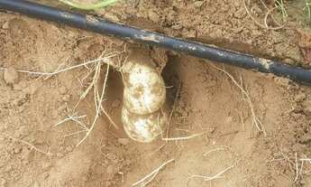 Imagem 3: Propriedade Rural a venda em Tucano-BA