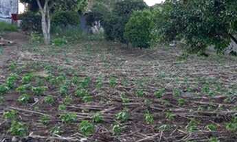 Imagem 6: Lote 92B/com casa - Borda do Campo/ São José dos Pinhais