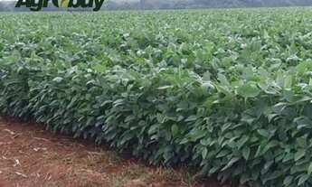 Imagem 2: Fazenda próxima a Guarai - TO