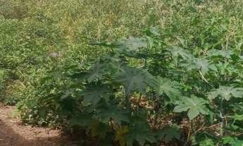 Imagem 3: Vendo-Ótimo terreno (Com Escritura) medindo 300 m² próximo ao Colégio Asas de Papel