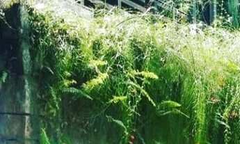 Imagem: Casa na Ilha de Itacuruçá