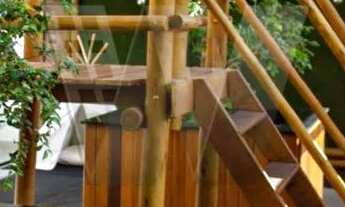 Imagem 6: Orquídeas do Sul