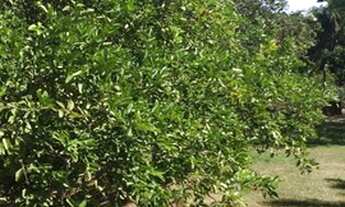 Imagem 5: Chácara em Recreio da Barra próx. ao Thermas Club