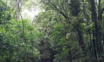 Imagem 4: Chácara em Rolante com riacho