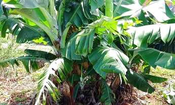 Imagem 7: CHACARA COM CASA,CAIXA DAGUA 45.000L/AREA 7000 METROS!!