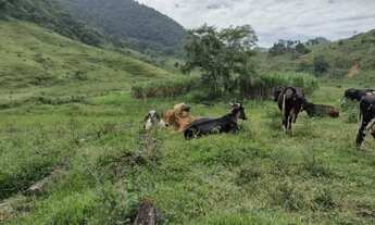 Imagem 6: Fazenda 1550 hectares em Casimiro de Abreu/RJ