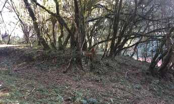 Imagem 2: Terreno na Barragem do Salto em São Francisco de Paula!