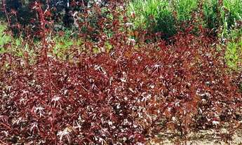 Imagem: Excelente Terreno/Area - Matos de cima