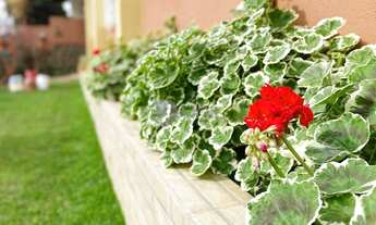 Imagem 4: SãO JOSé - Casa Padrão - Ipiranga