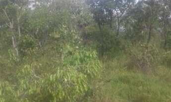 Imagem 4: FAZENDA À VENDA NO RIO SONO - TO - 2.863,28 HECTARES (DUPLA AP´TIDÃO