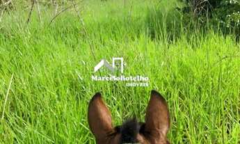 Imagem 4: Fazenda á venda município de Jangada MT