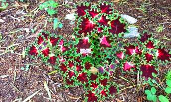 Imagem 6: CASA TERREA NA GRANJA VIANA COM 3 DORMS/SUITE/TERRENO 1.000M2 PLANINHO CONDOMÍNIO R$ 200