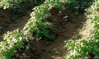 Imagem 6: Propriedade Rural a venda em Tucano-BA