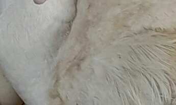 Imagem 2: VENDO OU ALUGO UM BELÍSSIMO SÍTIO EM XERÉM!