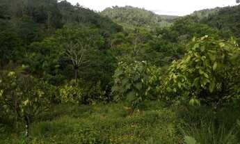 Imagem 3: Fazenda entre Gandu e Wenceslau Guimarães-BR 101