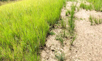 Imagem 3: Oferta 4 hectares R$ 60.000 ou 8 hectares por 120.000