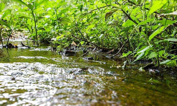 Imagem 4: TERRA SANTA CHÁCARAS em TRINDADE CIDADE DO LAZER- Arca Parque - Chácaras com rio