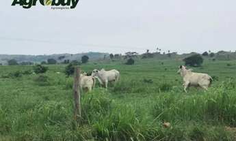 Imagem 4: Fazenda no Sul do Pará Com 2440 Alqueires