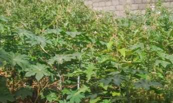 Imagem 2: Vendo-Ótimo terreno (Com Escritura) medindo 300 m² próximo ao Colégio Asas de Papel