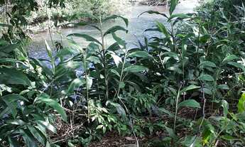 Imagem 3: Chácara em Rolante com riacho