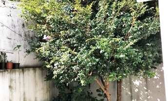 Imagem 2: Casa Térrea em Vila Curuça - São Paulo