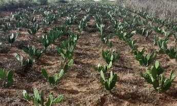 Imagem 7: Propriedade Rural a venda em Tucano-BA