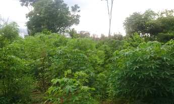 Imagem 6: Vendo sítio bem plantado