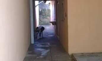 Imagem 3: Venda Casa com 2 dormitórios