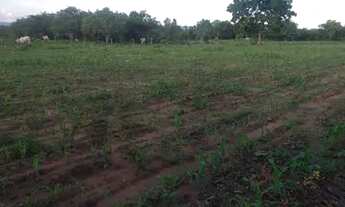 Imagem 2: Chácara 4 alqueires