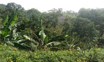Imagem 2: Fazenda entre Gandu e Wenceslau Guimarães-BR 101