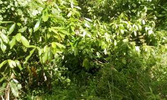 Imagem 6: Fazenda entre Gandu e Wenceslau Guimarães-BR 101