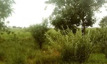 Imagem 4: Fazenda em Niquelândia 1