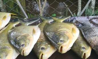 Imagem 11: Fazenda para Venda - FAZENDA, FLORESTAL - 110000m², 3 vagas