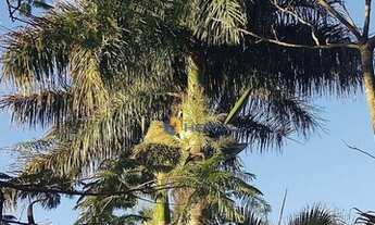 Imagem 6: Chácara com 4 quartos e 2800 m² à venda por R$ 1.600.000 - Zauna - Maringá/PR