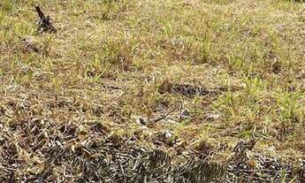 Imagem 7: LINDO LOTE EM UM BAIRRO TRANQUILO