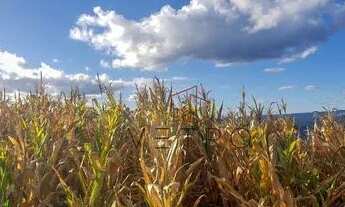 Imagem 7: Sítio na Linha Araripe em Gramado!