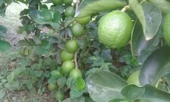 Imagem 4: Vendo sítio bem plantado