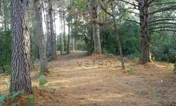 Imagem 4: Sítio na Colônia Santa Bernardina em Pelotas!