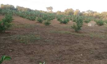 Imagem 7: Vendo sítio bem plantado