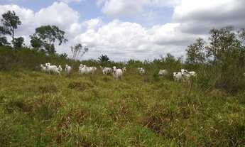 Imagem 3: FAZENDA RONDON DO PARA